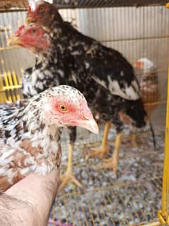 Aseel chicks and hen for sale