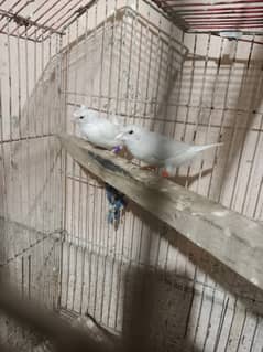 Full Round Crusted Banglese finch for sale