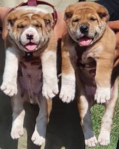 security dogs alabai pair 2 months for sale 0