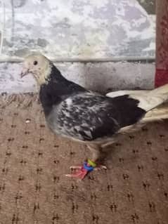 Pigeon