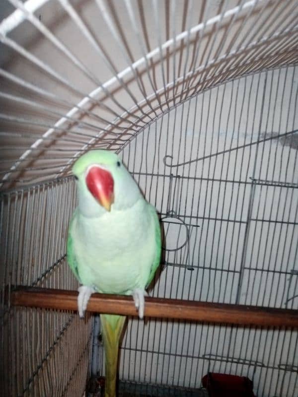 row parrot and cage 0