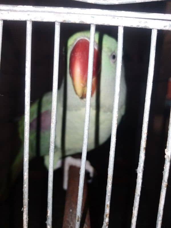 row parrot and cage 1