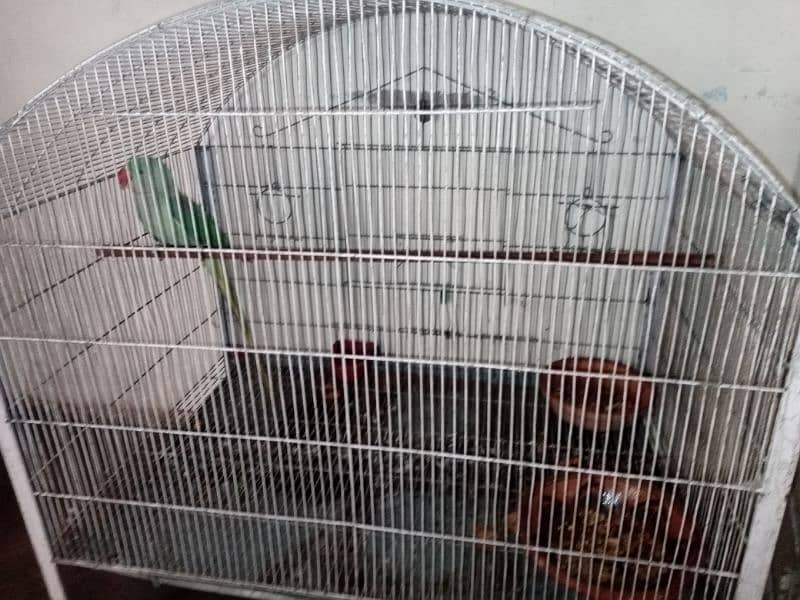 row parrot and cage 2