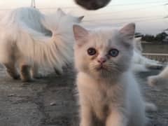 two triple cot persian kitties , Double eyes and same eyes