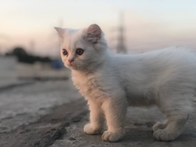 two triple cot persian kitties , Double eyes and same eyes 1