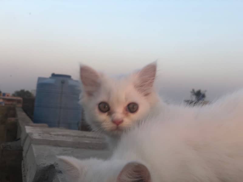 two triple cot persian kitties , Double eyes and same eyes 2