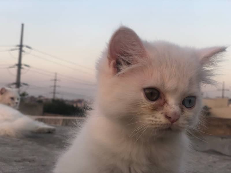 two triple cot persian kitties , Double eyes and same eyes 3