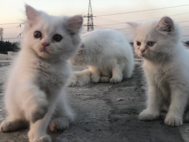 two triple cot persian kitties , Double eyes and same eyes 5