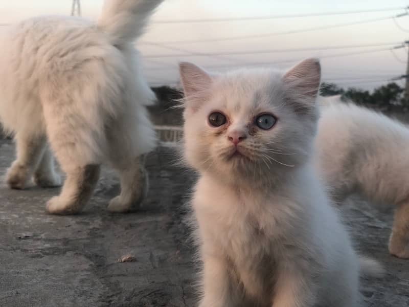 two triple cot persian kitties , Double eyes and same eyes 6