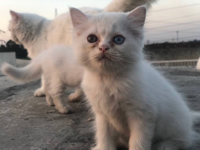 two triple cot persian kitties , Double eyes and same eyes 7