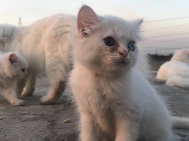 two triple cot persian kitties , Double eyes and same eyes 8