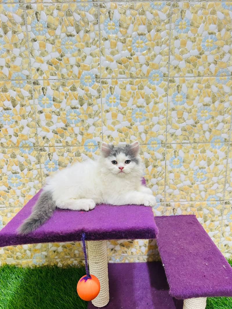 Piki Kitten|Punch face Kittens|persian cat|cute|tripple|fluffy|doll 6