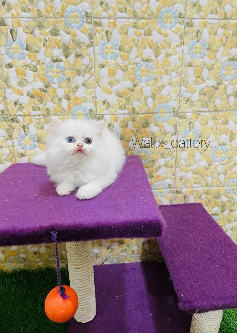 Piki Kitten|Punch face Kittens|persian cat|cute|tripple|fluffy|doll 15