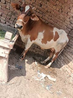 cow cholastani cross 03361471705 just call