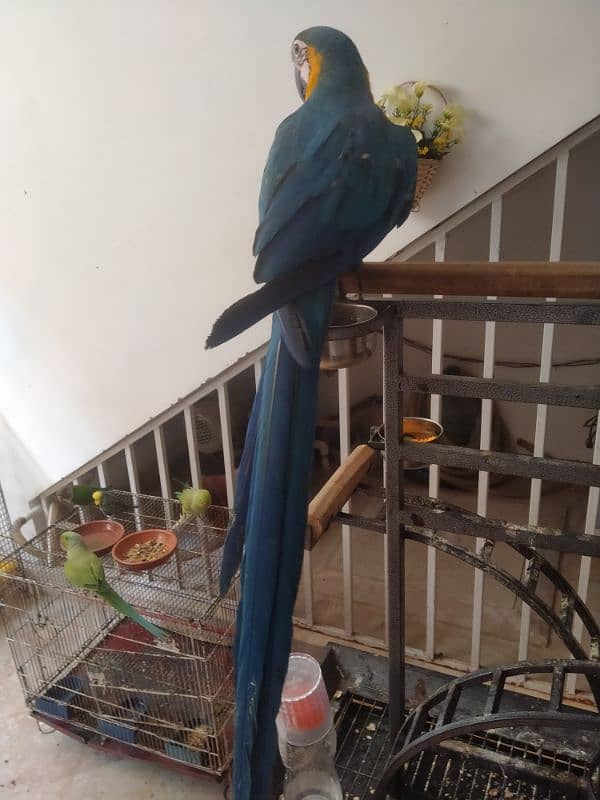 playful macaw 03156376925 2