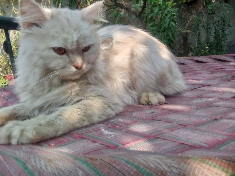 Persian cat double cotI no msg for  adopt 0