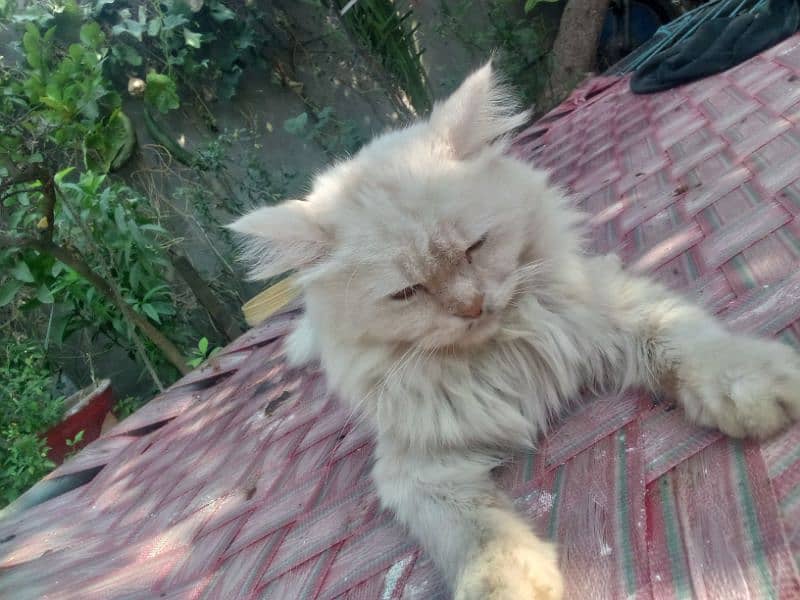 Persian cat double cotI no msg for  adopt 1