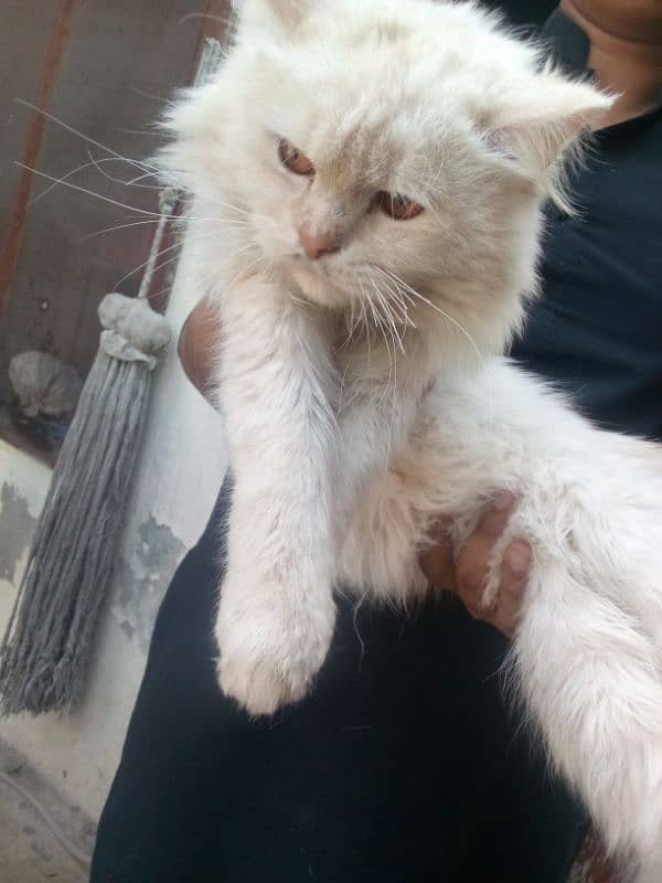 Persian cat double cotI no msg for  adopt 2