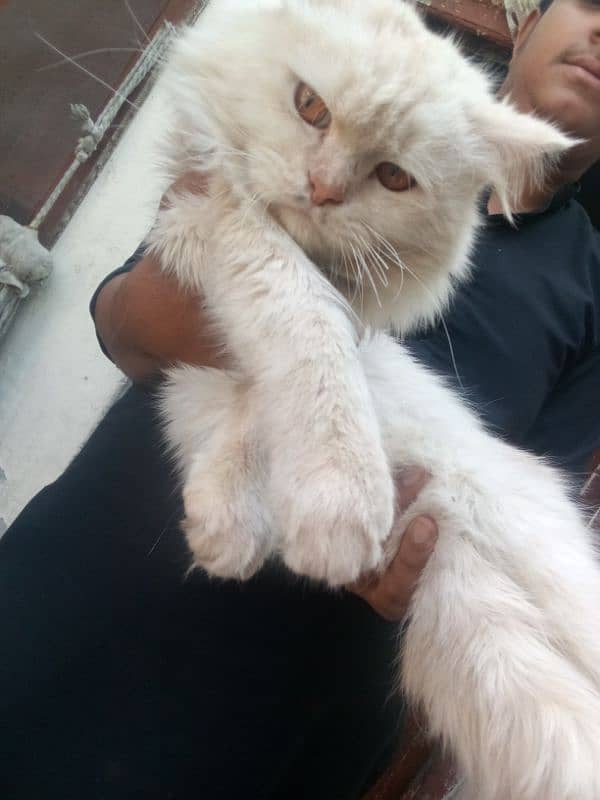 Persian cat double cotI no msg for  adopt 3