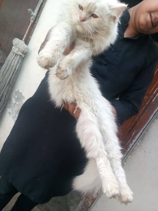 Persian cat double cotI no msg for  adopt 5