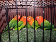 Ready to breed Green opaline split blue Fisher opline love bird parrot