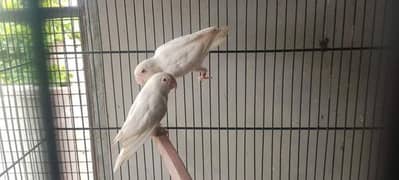 Albino Red eyes breeder pair age 15 months