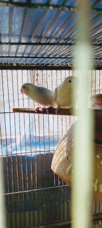 Albino Red eyes breeder pair age 15 months 1