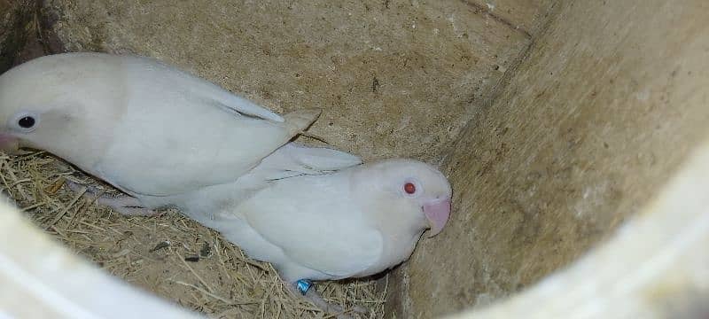 Albino Red eyes breeder pair age 15 months 2