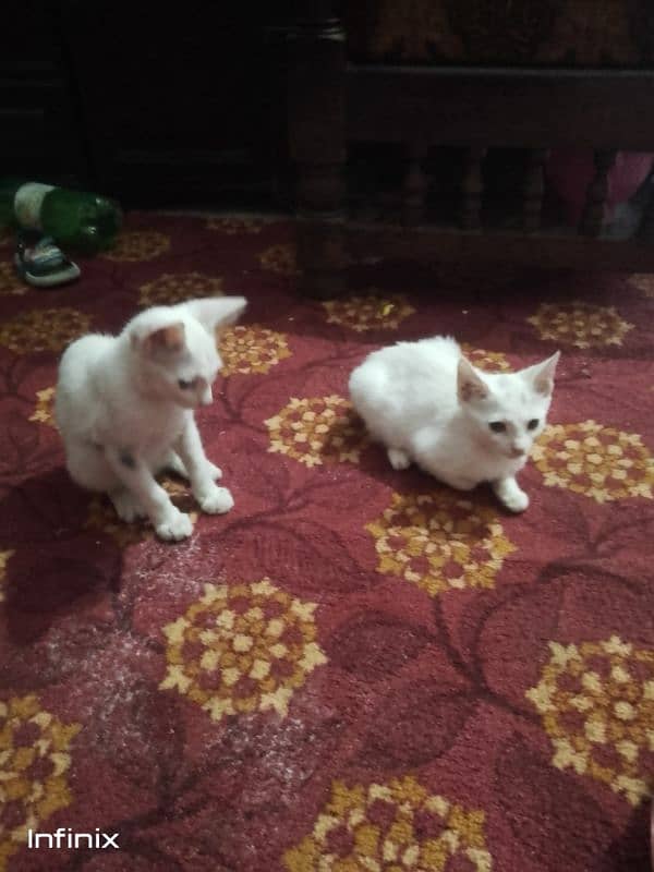 2 cat for sale 2