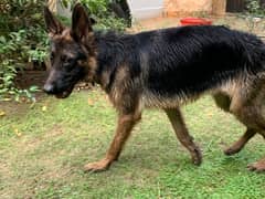 German Shepherd Males Non-Pedigree