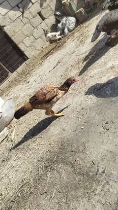 Assel hens for sale.