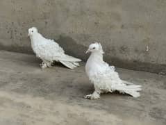 A pair of frill pigeon  us waiting for you