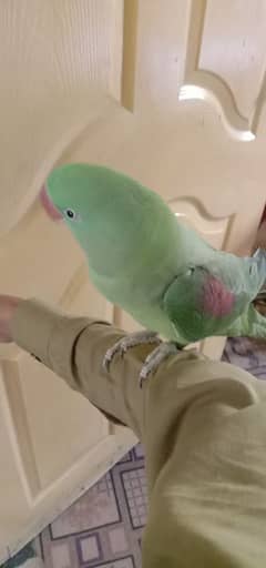 Raw parrot handtamed talking 2.5 years and Ringneck male available