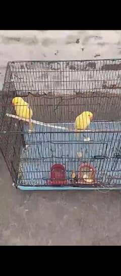 yellow Ring nack phata for sale vd cage