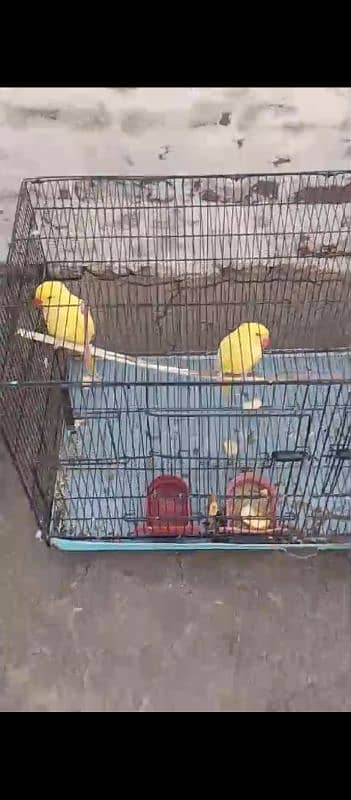 yellow Ring nack phata for sale vd cage 0