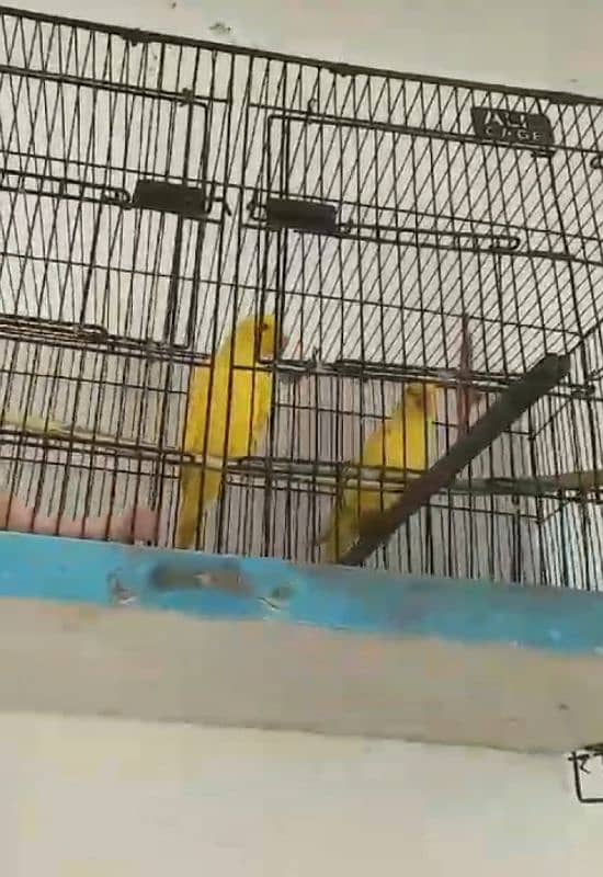 yellow Ring nack phata for sale vd cage 1