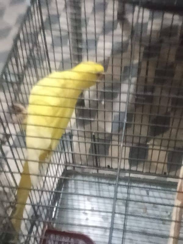 yellow Ring nack phata for sale vd cage 2