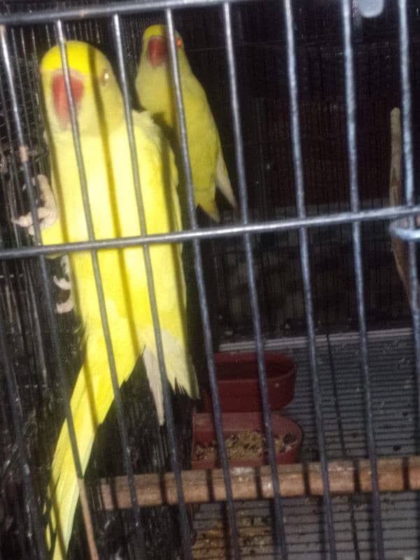 yellow Ring nack phata for sale vd cage 3