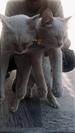 male and female cat ( double and tripped coat )with blue & green eye