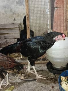 pure aseel hen and cock