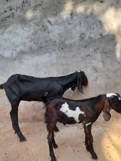 bakri or bakra