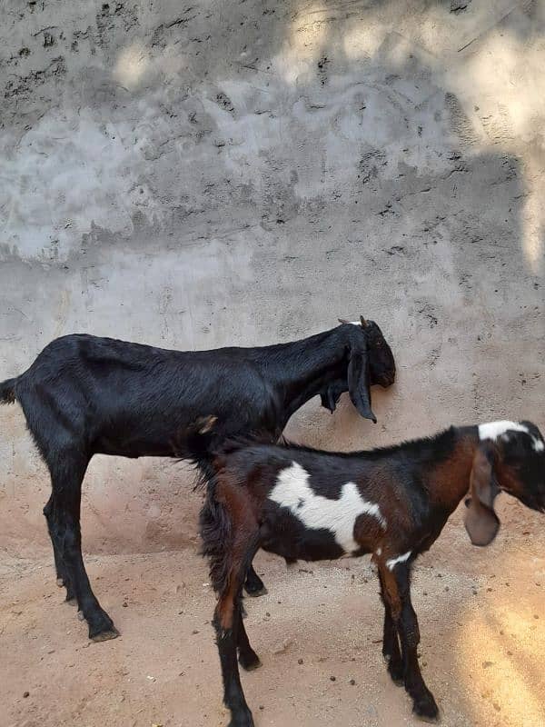 bakri or bakra 0