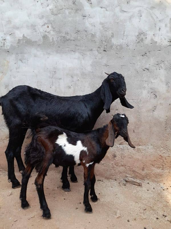 bakri or bakra 1