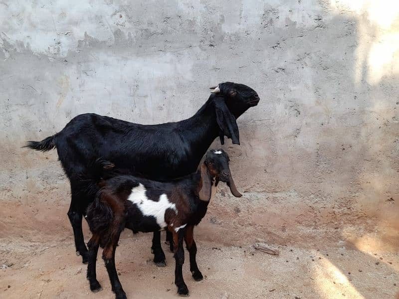 bakri or bakra 2