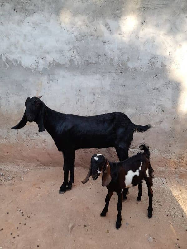 bakri or bakra 3