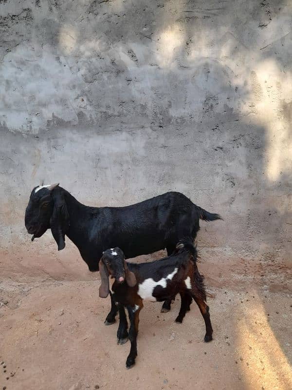 bakri or bakra 4