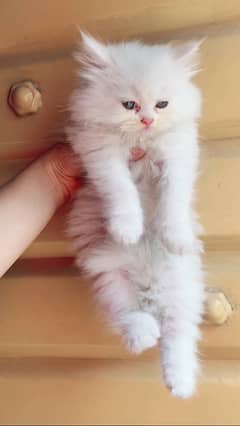 Persian kitten triple coated