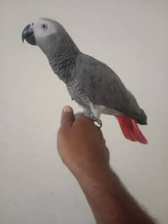 African congo gray parrot big sizes 0