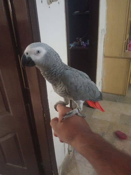 African congo gray parrot big sizes 1