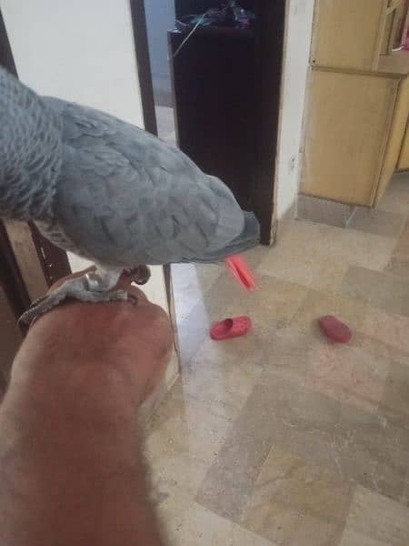 African congo gray parrot big sizes 2